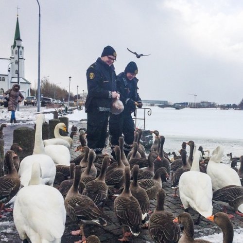 Добрый Инстаграм полиции Рейкьявика (17 фото)