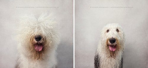 Собаки до и после купания в серии фотографий Серены Ходсон (7 фото)