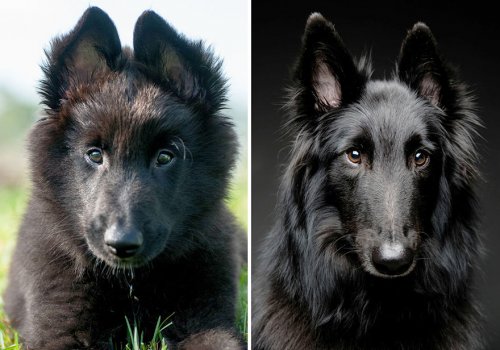 Собаки в серии фотографий "тогда и сейчас" (32 фото)