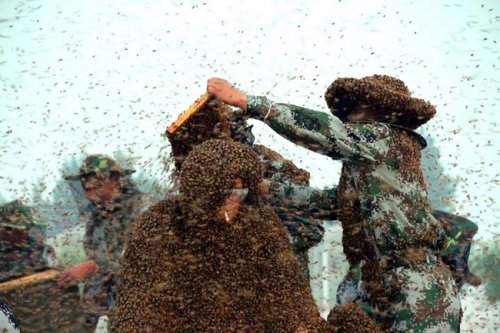 Миллион пчёл на теле: новый рекорд Гиннесса (3 фото)