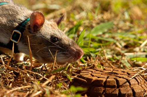 Крысы-герои вынюхивают мины на просторах Африки (12 фото)