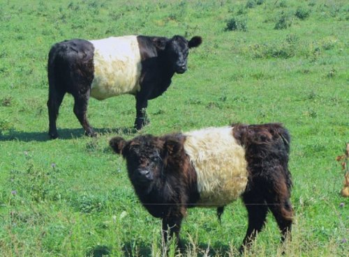 Топ-10: Странные, редкие и необычные породы коров