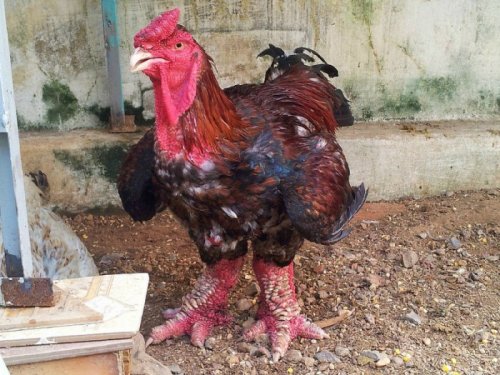 Редчайшая порода куриц Донг Тао с драконьими лапами (9 фото)