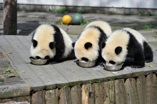 Ясли для детёнышей панды в Чэнду (18 фото)
