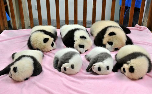 Ясли для детёнышей панды в Чэнду (18 фото)