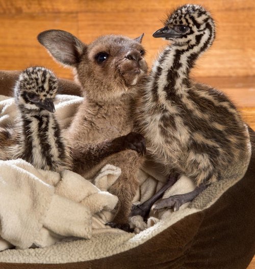 Очаровательная дружба птенцов эму и кенгурёнка (4 фото)