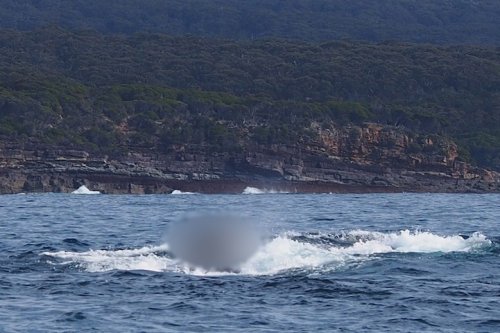 Необычный пассажир на горбатом ките (3 фото)