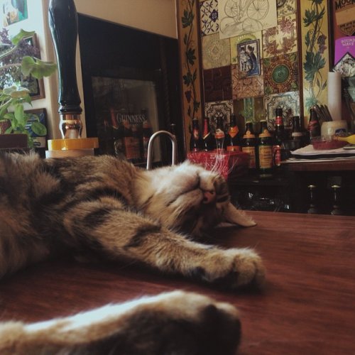 Английский паб "Кожа да когти", в котором живут 15 кошек (8 фото)