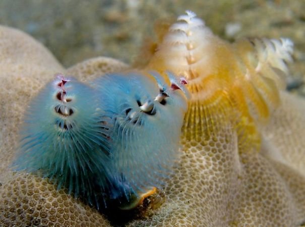 Морской червь: виды, описание и особенности дыхания