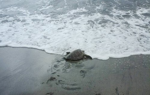 Мужчина выкупает морских черепах, чтобы вернуть их обратно в море (4 фото)