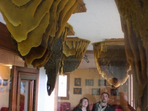 Музей пчёл в Поялес-дель-Ойо (7 фото)