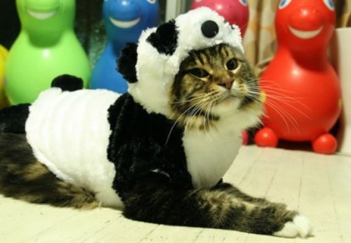 Кошки, которые всегда мечтали стать большими пандами (10 фото)