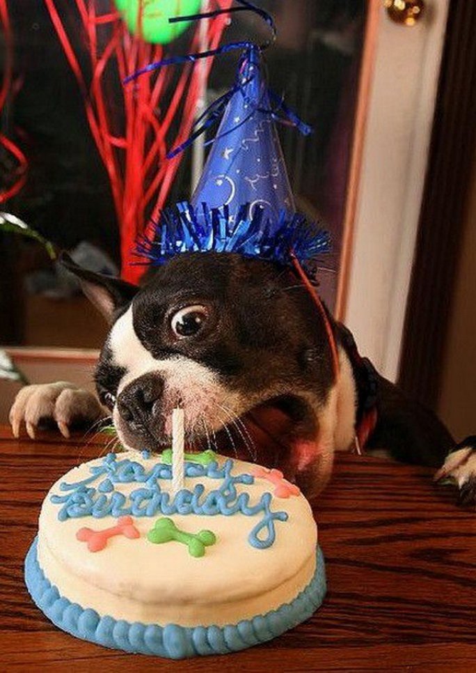 Поздравление Собаке С Днем Рождения 1 Год