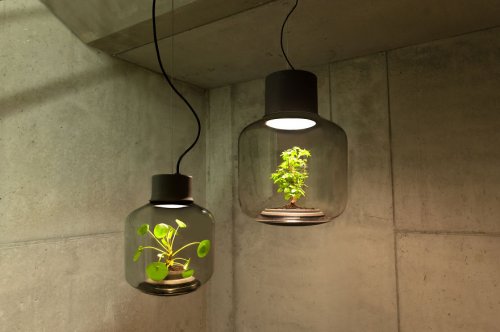 Лампы для выращивания растений, не требующие человеческого ухода (7 фото)