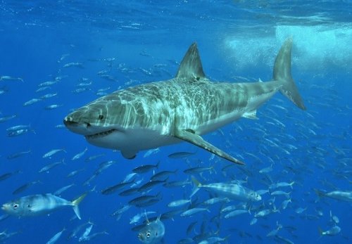 Топ-25: Малоизвестные факты про акул, которые вы могли не знать