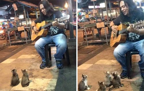 Четыре котёнка пришли послушать уличного музыканта