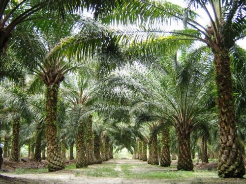 Топ-25: Шокирующие и печальные факты про пальмовое масло
