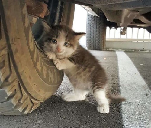 Парень увидел под машиной котёнка и не смог пройти мимо (5 фото)