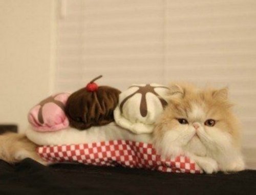Очаровательные аппетитные котейки (10 фото)
