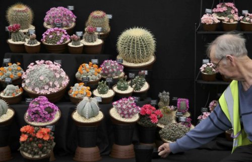 Цветочная выставка Chelsea Flower Show-2016 в Лондоне (20 фото)