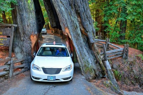 Тоннели в секвойядендронах в Национальных парках Калифорнии (18 фото)