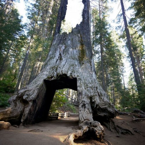 Тоннели в секвойядендронах в Национальных парках Калифорнии (18 фото)