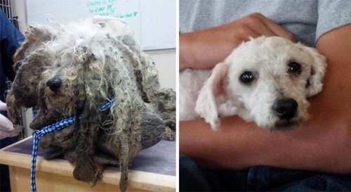 Топ-25: Трогательные фотографии собак, сделанные до и после того, как они обрели свой дом