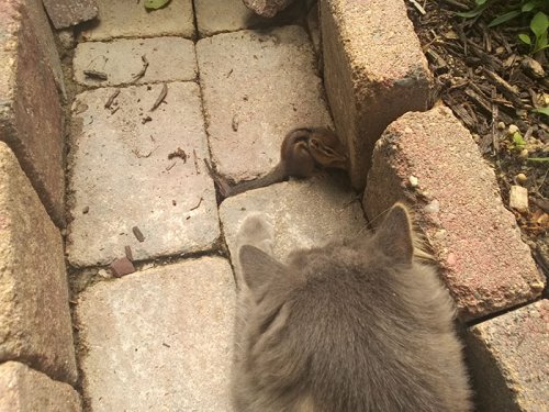 Как подружились кот с бурундуком (6 фото)