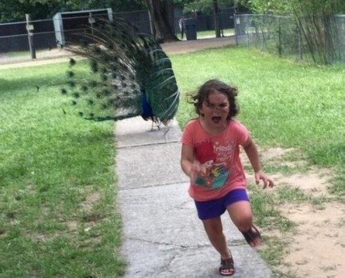 Фотожабы на убегающую от павлина девочку (9 фото)