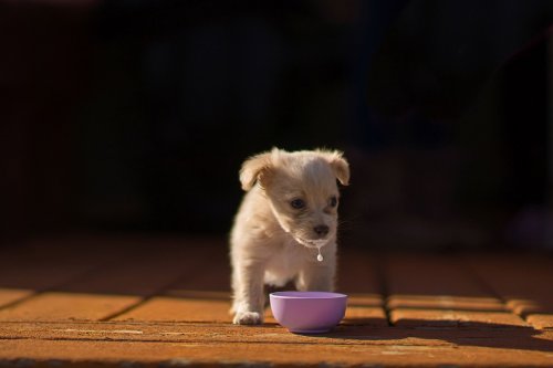 Фотографии конкурса Kennel Club Dog Photographer (14 фото)