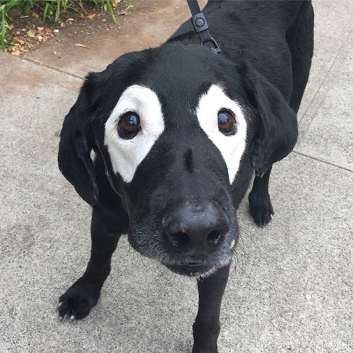 Лабрадор с глазами панды и фотожабы на него (15 фото)