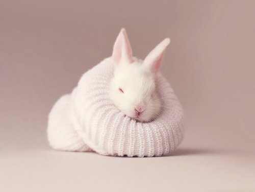 Очаровательная фотосессия для новорождённого кролика (12 фото)