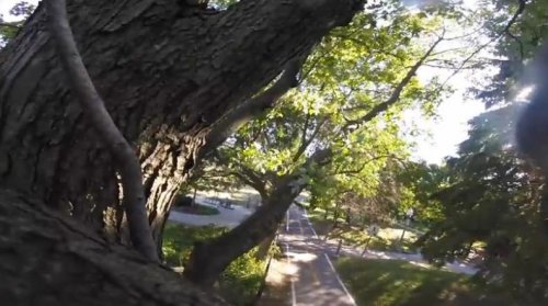 Видео от первого лица, снятого белкой на камеру GoPro