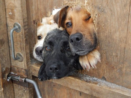 Отчаянные собаки, которые жаждут поздороваться (24 фото)