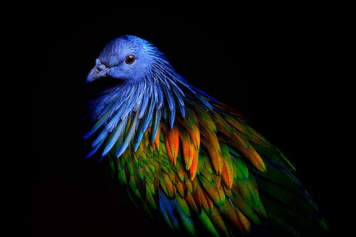Красочное оперение никобарского голубя, ближайшего родственника вымерших дронтов (9 фото)