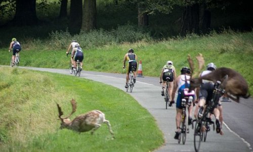 Велогонщика сбил перебегавший дорогу олень (3 фото)