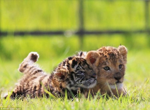 В японском сафари-парке живут неразлучные друзья — львёнок и тигрёнок (15 фото)