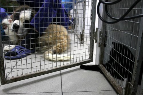 Спасённый кот Люцифер помогает ухаживать за животными в пермской ветклинике (11 фото)