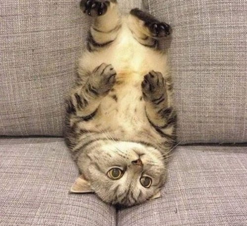 Смешные кошки, которые явно не знают, как пользоваться диваном (10 фото)