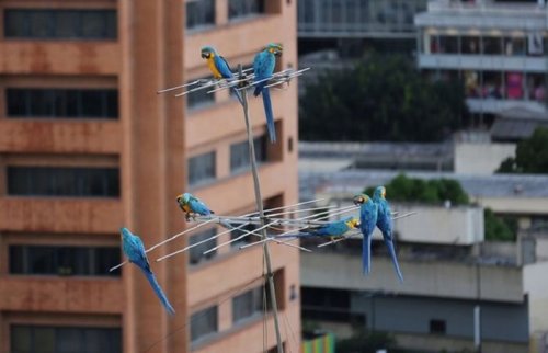 В Каракасе вместо воробьёв и голубей — попугаи ара (6 фото)