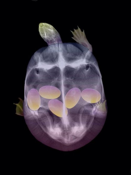 Рентгеновские снимки беременных животных (20 фото)