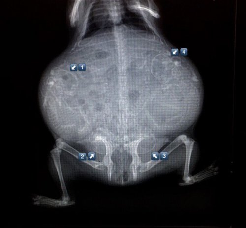 Рентгеновские снимки беременных животных (20 фото)