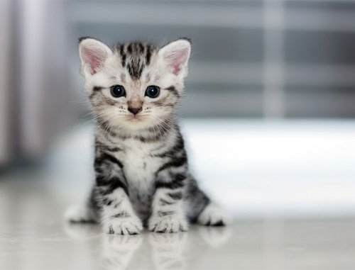 Топ-25: Стоковые фотографии очаровательных котят, которые сделают вас счастливыми
