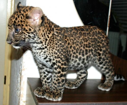 История ставшего никому не нужным леопарда Бакари, который, наконец, обрёл свой дом (15 фото)