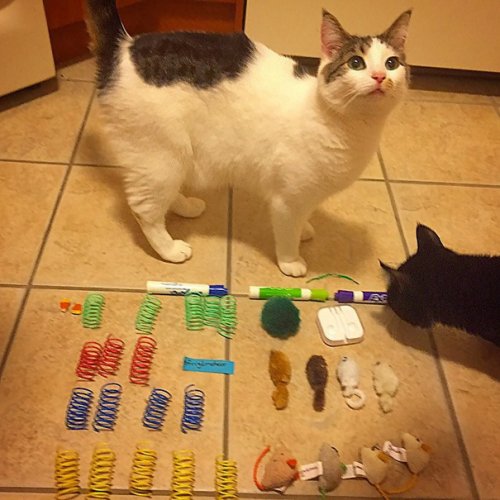 Забавные коллекции вещей, украденных кошками (13 фото)