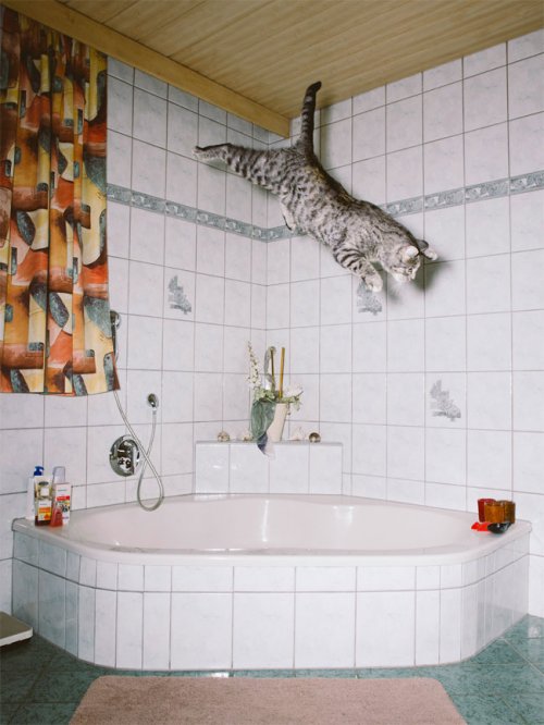 "Летающие" кошки фотографа Даниэля Гебхарта Кёккёк (13 фото)