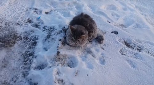 Семейная пара спасла вмёрзшего в землю котика и нашла ему новую хозяйку (фото + 2 видео)