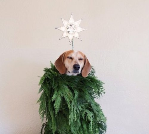 Собаки, переодетые в новогодние ёлки (10 фото)