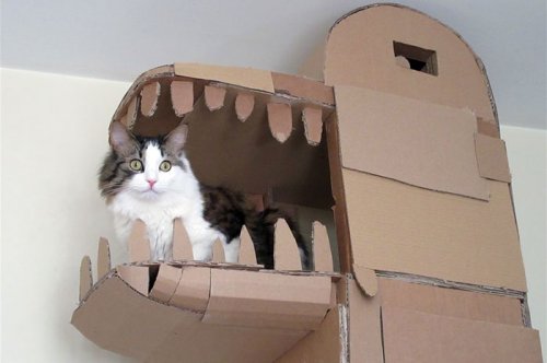 Парень построил для своей кошки картонную башню в виде дракона (5 фото + видео)
