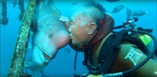Невероятная 25-летняя дружба между аквалангистом и рыбой